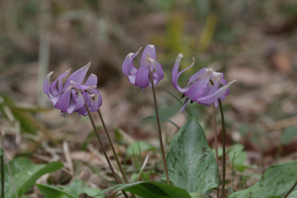 IMG_4631.JPG カタクリ.JPG