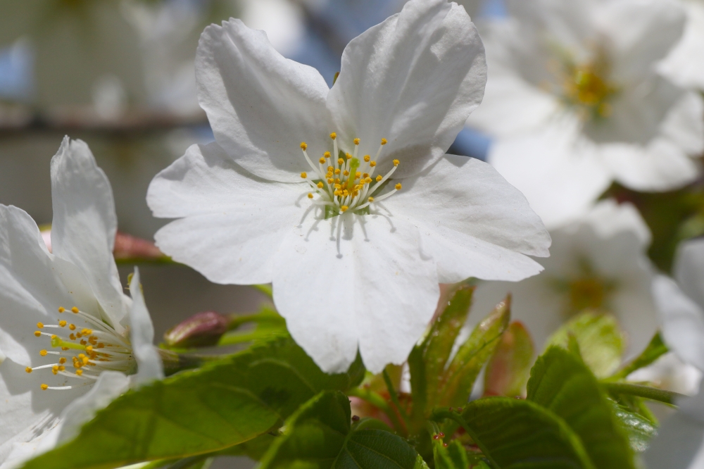 196A2314.JPG 緑の桜.JPG