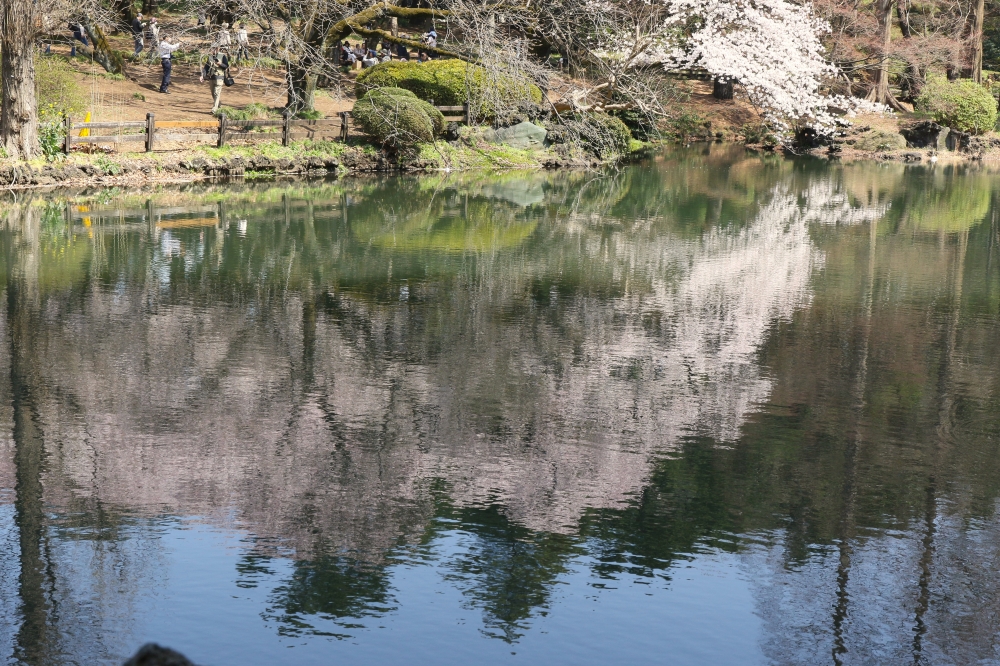 196A2344.JPG 写り桜.JPG