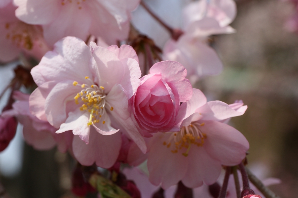 196A2392.JPG しだれ.JPG