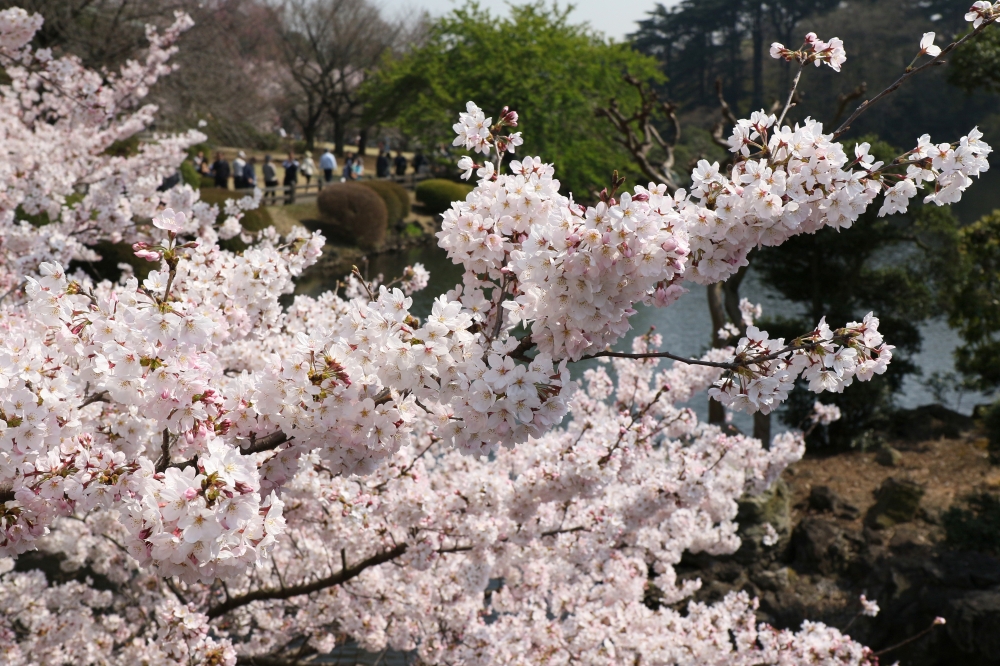 196A2427.JPG 満開.JPG