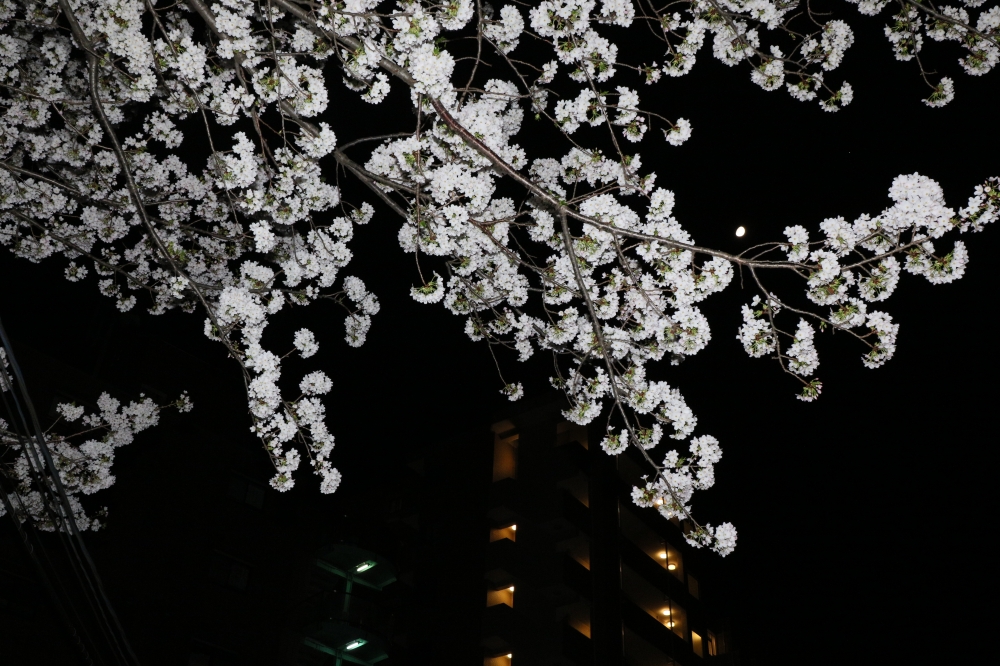 196A2494.JPG 夜桜に月.JPG
