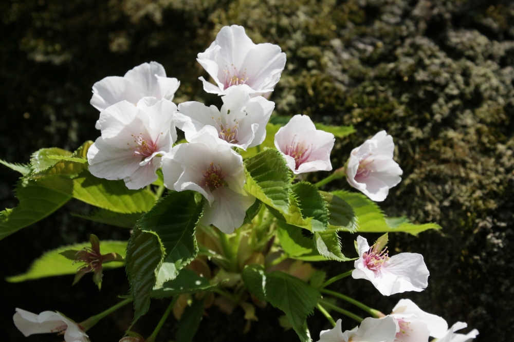 IMG_4866.JPG 幹から●.JPG