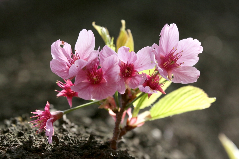 IMG_4883.JPG 幹から赤い桜.JPG