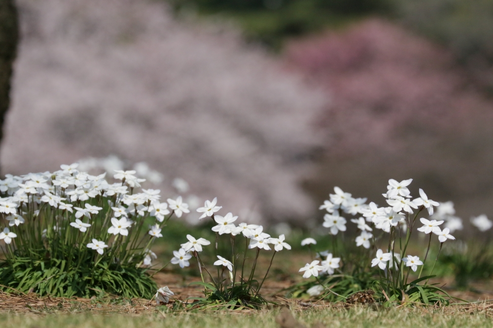 IMG_4961.JPG 芝生広場.JPG