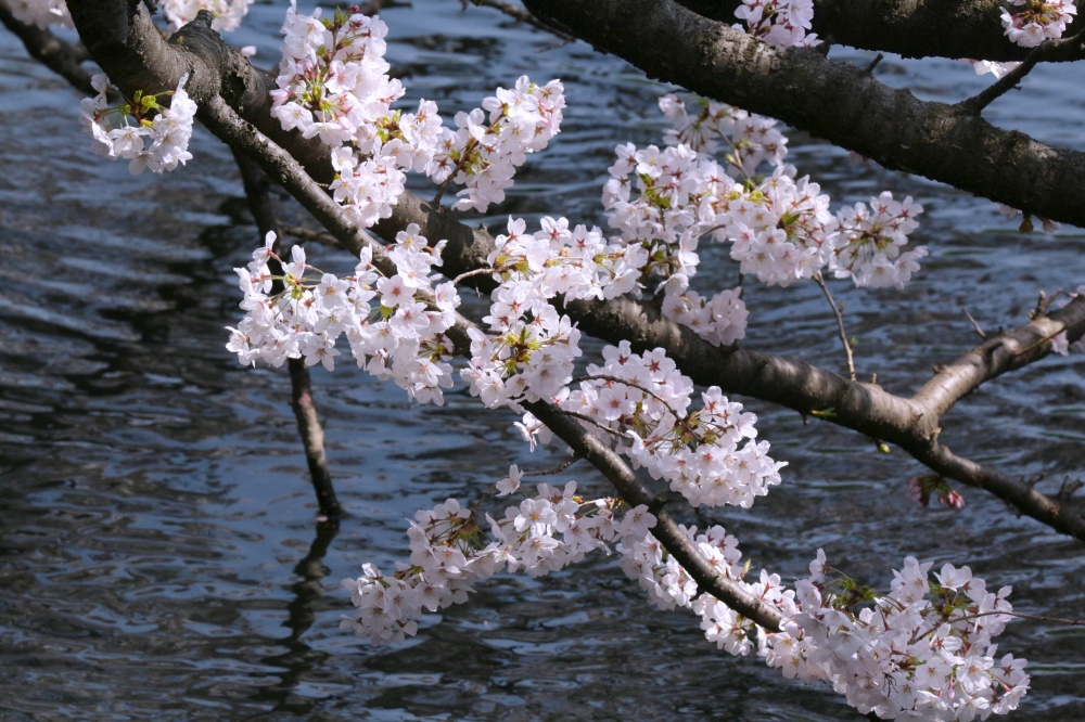 IMG_4987.JPG 水面上.JPG