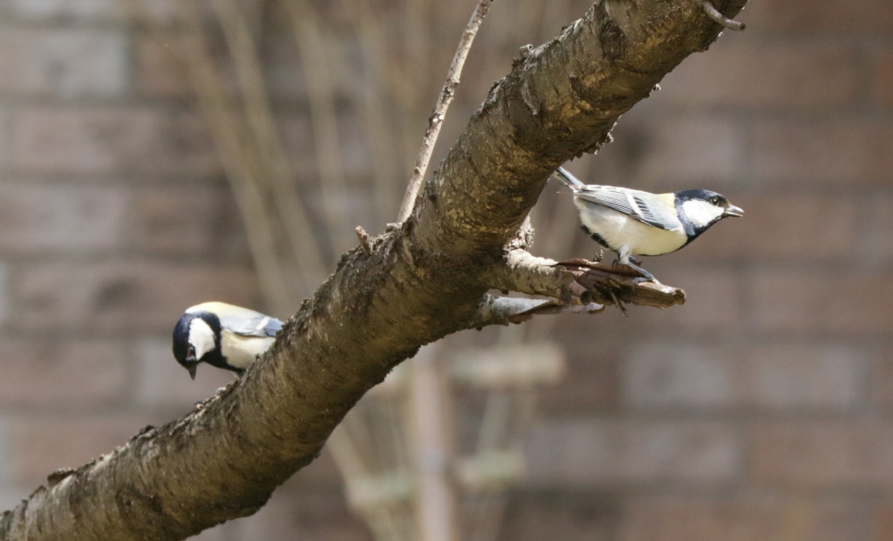 IMG_5051.JPG シジュウカラ.JPG