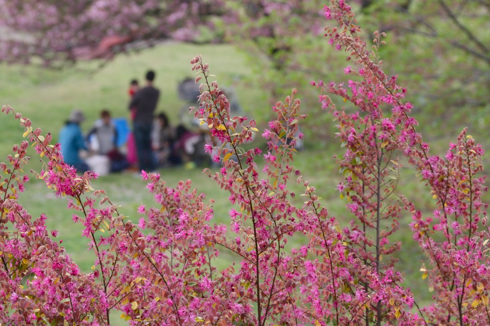 IMG_5113 雨の花見.JPG