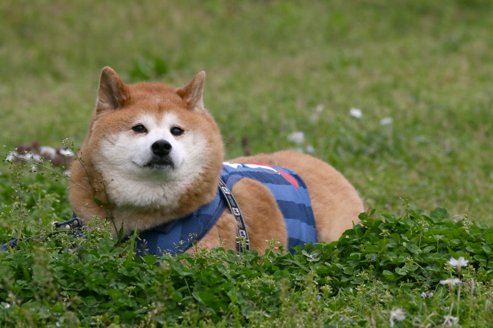 IMG_5189 ダニに注意.JPG