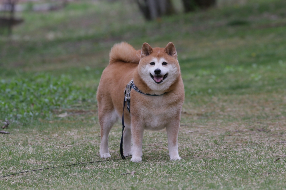 IMG_5243 自然園●..JPG