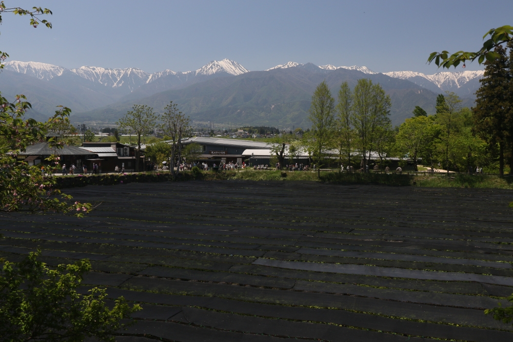 196A4497大王ワサビ.JPG