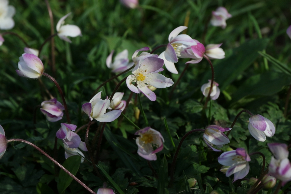 196A4687イチゲ?.JPG