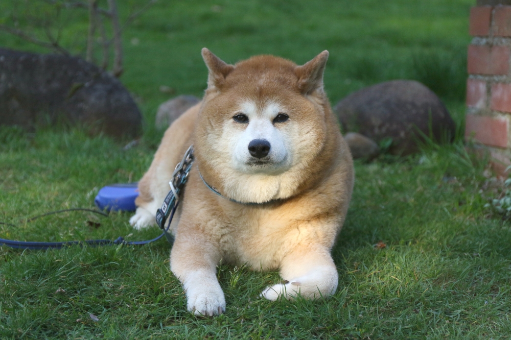 196A4726 Jayの庭で.JPG