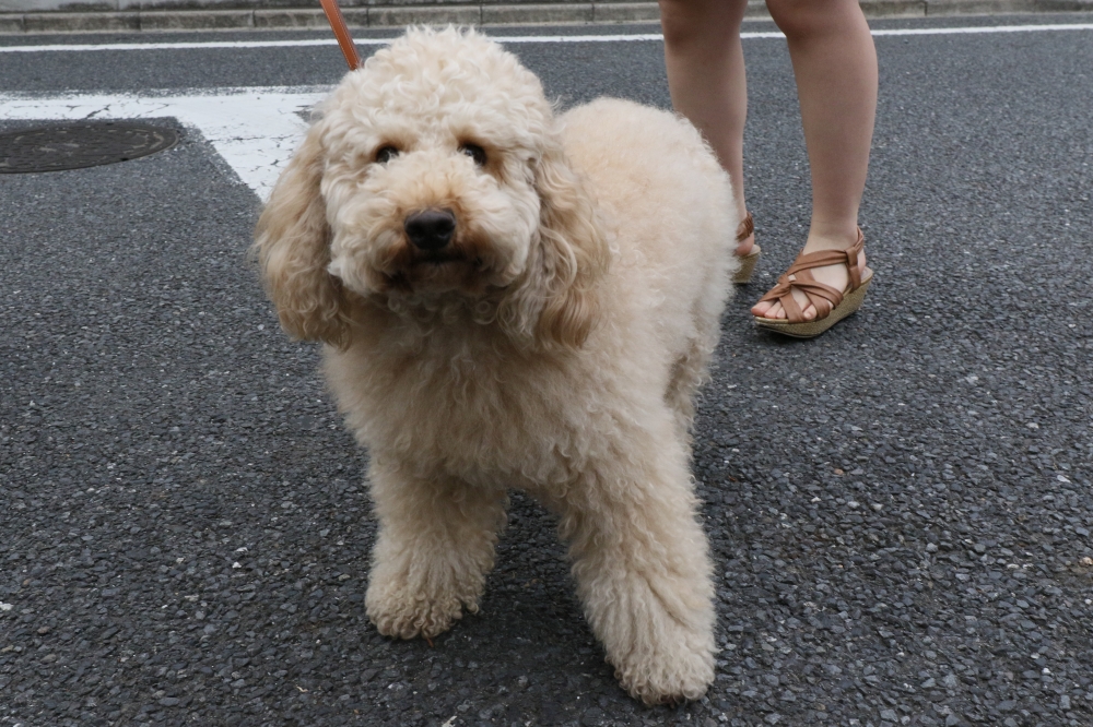 196A5062 ハリー.JPG