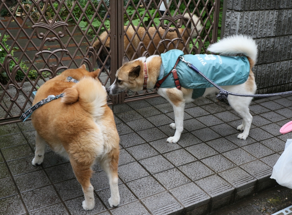 196A5674.ミニー家でJPG.JPG