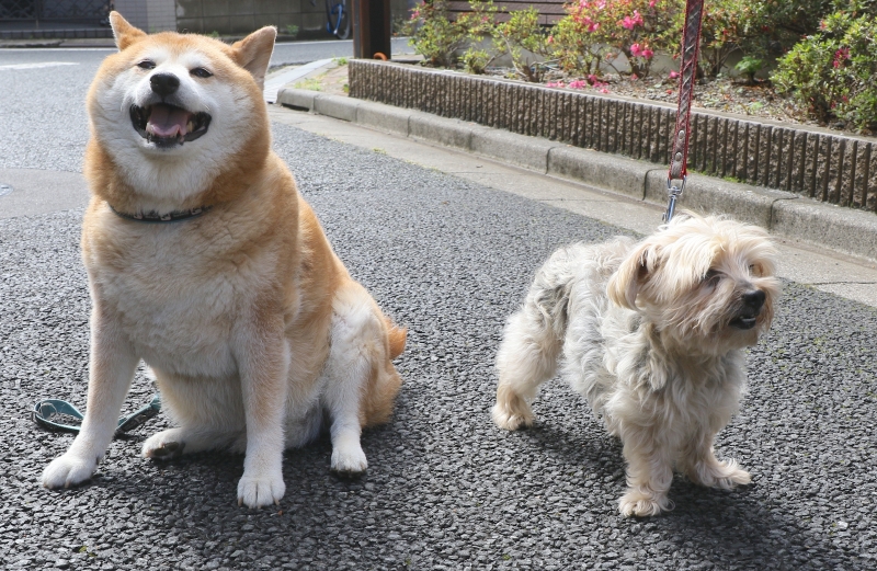 196A6091クルリンと.JPG