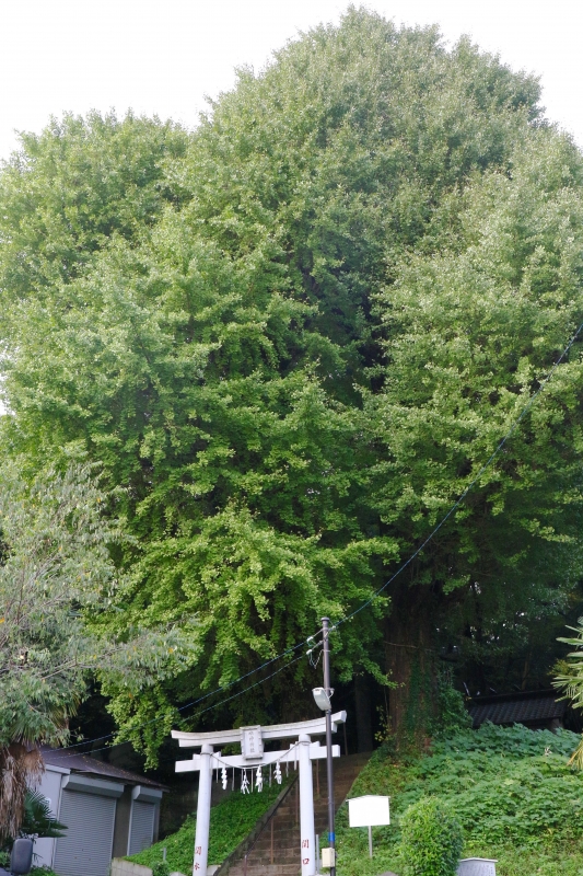 196A0971.jpg