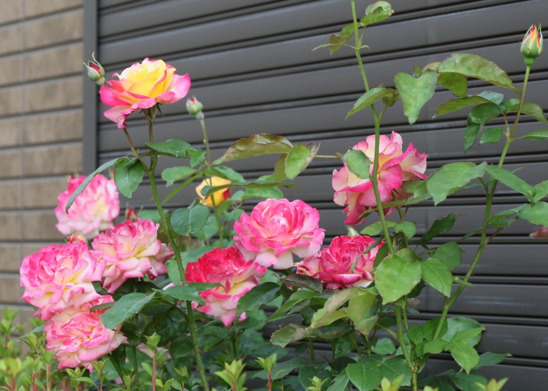 196A7942.jpg