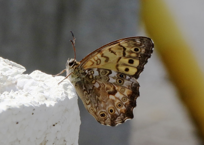 196A8053.jpg