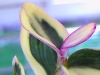 満月