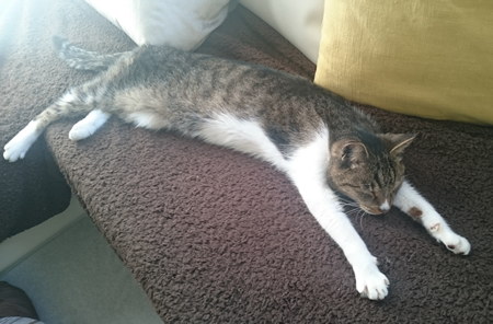 ねこ