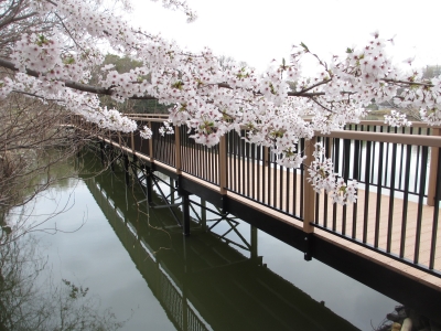 大森公園(愛知県) Doozer Blog ウッドデッキやルーバーのブログ