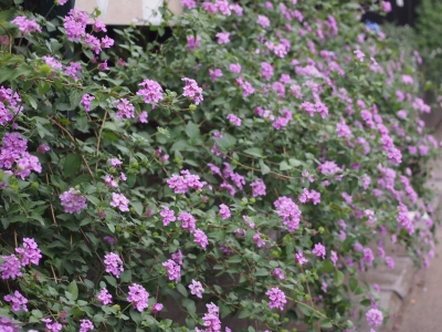 PA146027.JPG