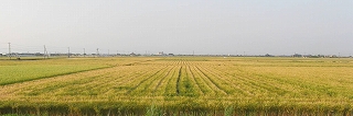 干拓地麦畑