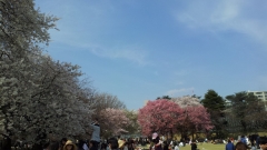 新宿御苑
