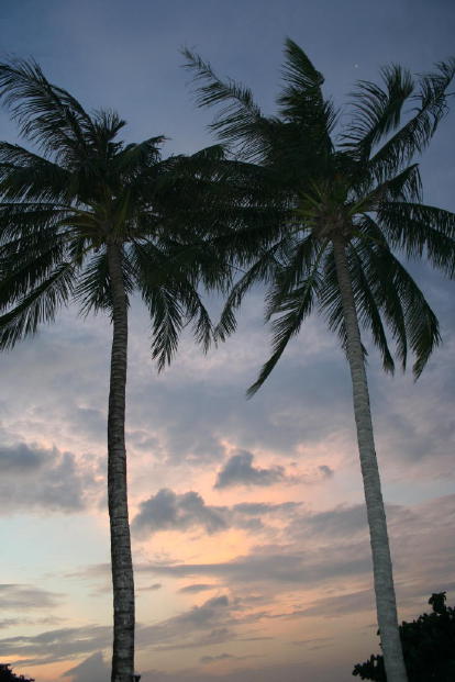 Palm tree on Kalam Beach