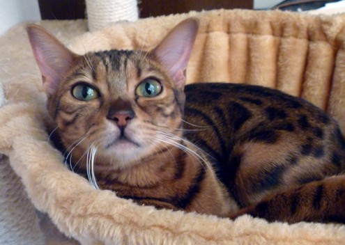 猫