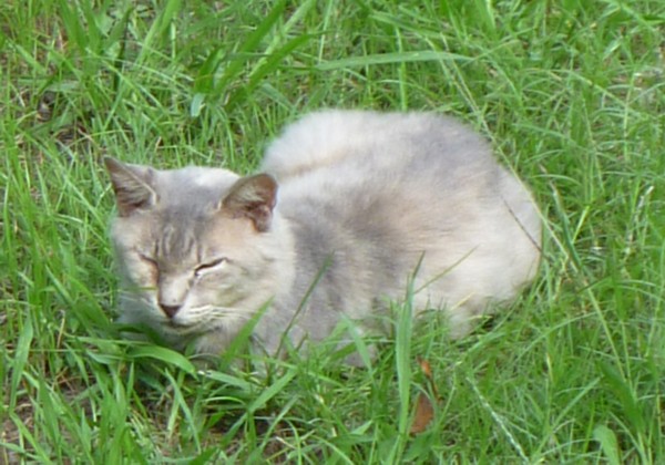 のらねこ