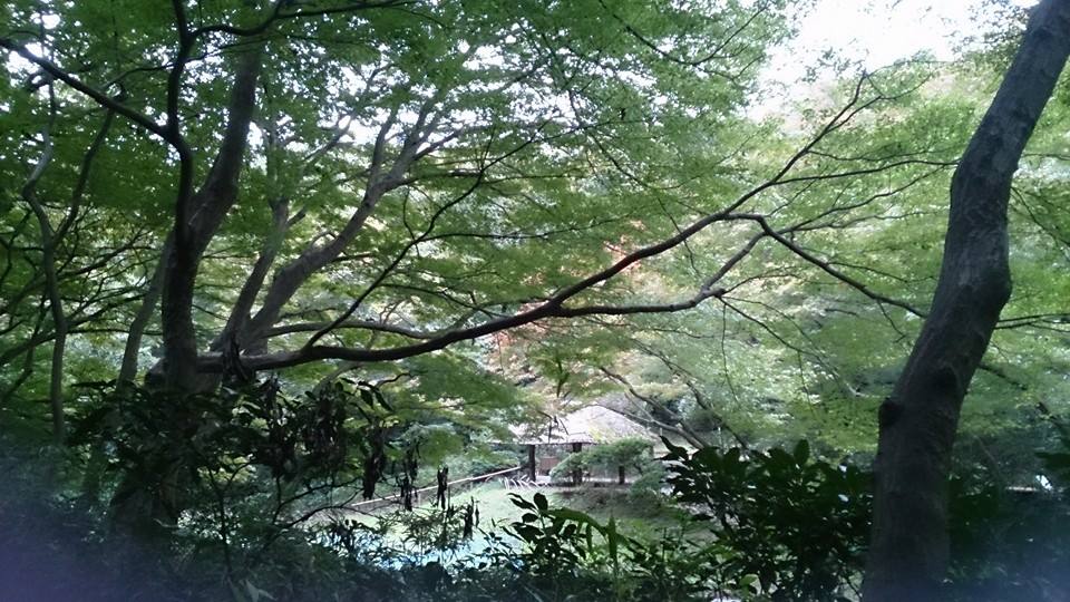 神宮の森