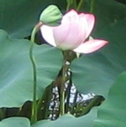 はす