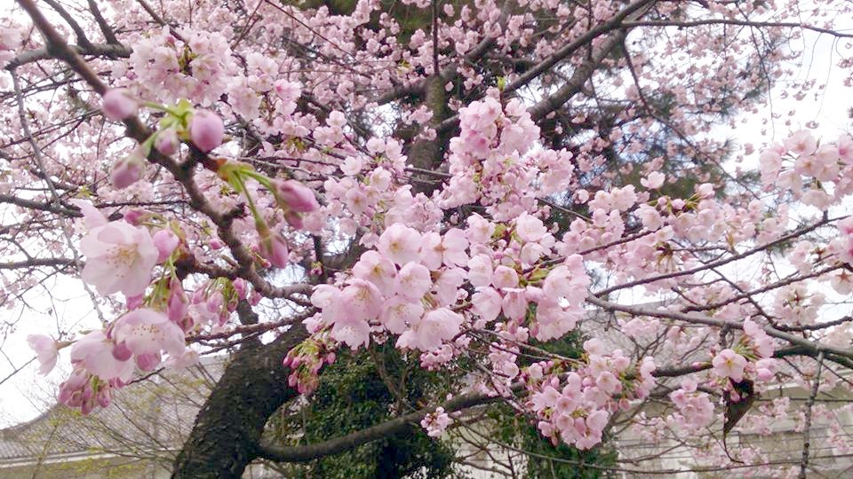 桜