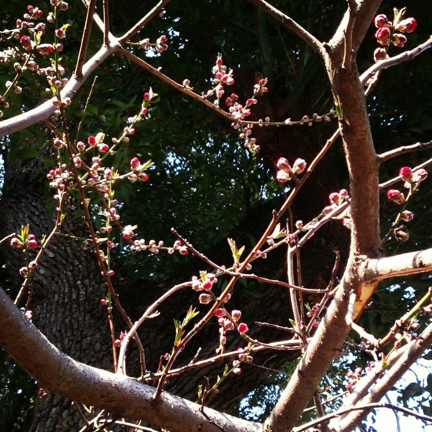 桜蕾