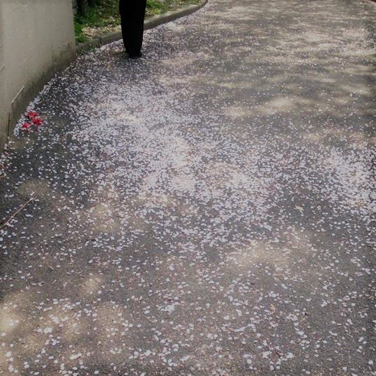 はなむしろ