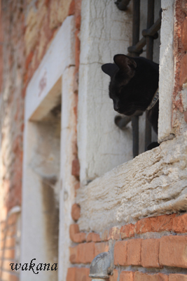 ねこ