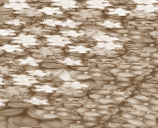 ¡ØCelestiale¡Ù...Wyld A/K