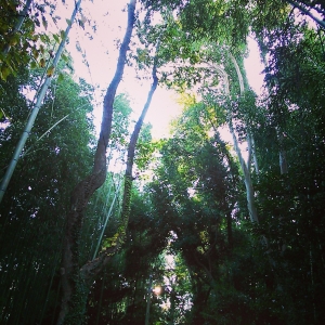 竹林。