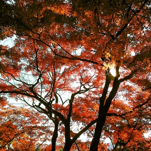 青天の紅葉。