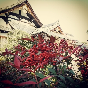 鈴なり南天。