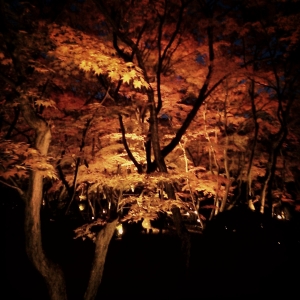 天使の紅葉。