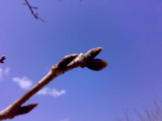 20090314.jpg