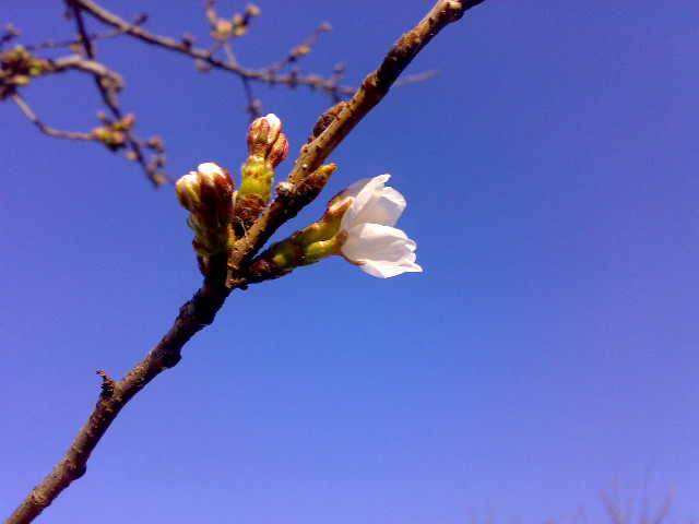 20090326.jpg
