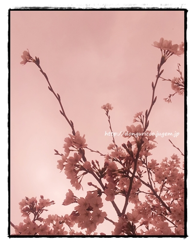 20130410-5.jpg