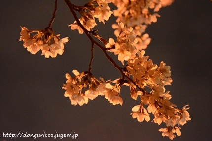20140402-2.JPG