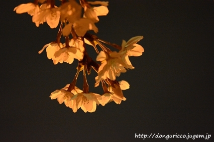 20140402-4.JPG