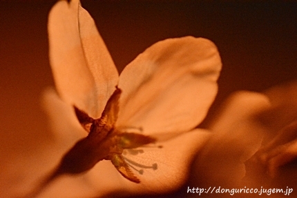 20140402-5.JPG