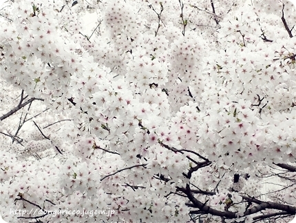 20140406-2.jpg